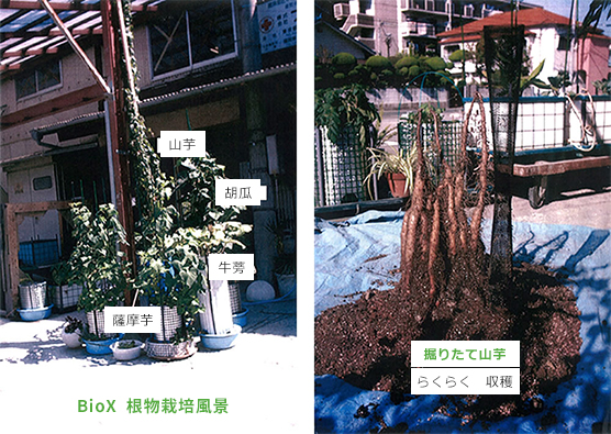 BioX  根物栽培風景